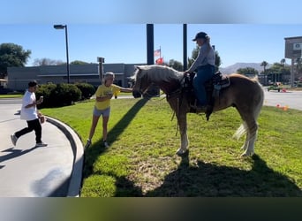 Haflinger, Hongre, 8 Ans, Alezan cuivré