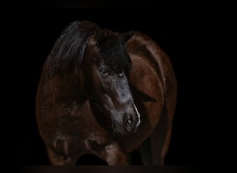 Haflinger Croisé, Hongre, 8 Ans, Noir