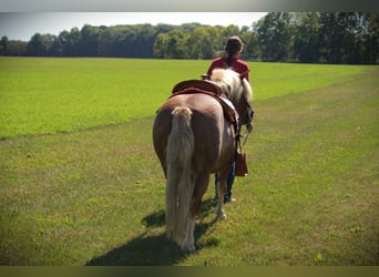Haflinger, Hongre, 9 Ans, 137 cm, Alezan brûlé