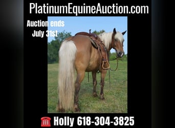 Haflinger, Hongre, 9 Ans, 142 cm, Palomino