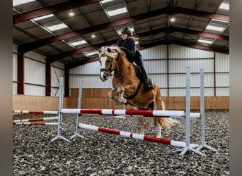 Haflinger Croisé, Hongre, 9 Ans, 145 cm, Alezan