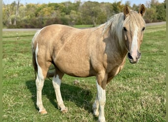 Haflinger Croisé, Hongre, 9 Ans, 145 cm, Palomino