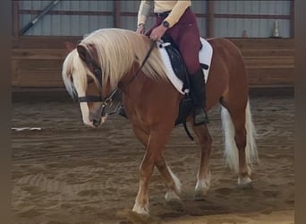 Haflinger, Hongre, 9 Ans, 147 cm, Alezan brûlé
