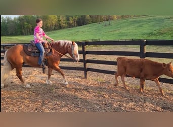 Haflinger, Hongre, 9 Ans, 147 cm, Alezan brûlé
