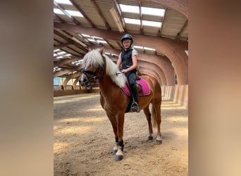 Haflinger Croisé, Hongre, 9 Ans, 148 cm, Alezan brûlé