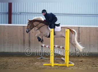 Haflinger, Hongre, 9 Ans, 149 cm, Palomino