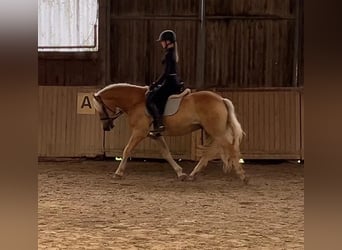 Haflinger, Hongre, 9 Ans, 150 cm