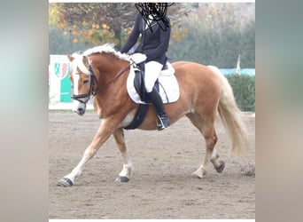 Haflinger, Hongre, 9 Ans, 153 cm, Alezan