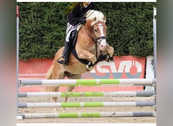 Haflinger, Hongre, 9 Ans, 153 cm, Alezan