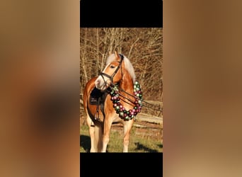 Haflinger, Hongre, 9 Ans, 153 cm, Alezan