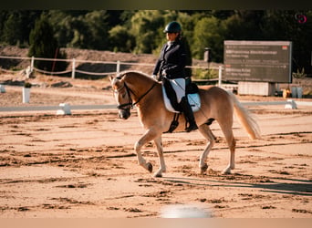 Haflinger, Hongre, 9 Ans, 153 cm, Alezan
