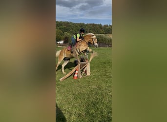 Haflinger, Hongre, 9 Ans, 155 cm, Alezan