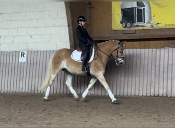 Haflinger, Hongre, 9 Ans, 155 cm