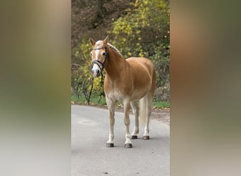 Haflinger, Hongre, 9 Ans, 155 cm