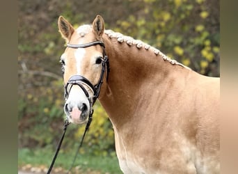 Haflinger, Hongre, 9 Ans, 155 cm