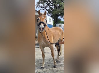 Haflinger, Hongre, 9 Ans, 156 cm