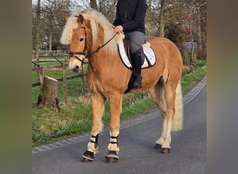 Haflinger, Hongre, 9 Ans, 158 cm, Palomino