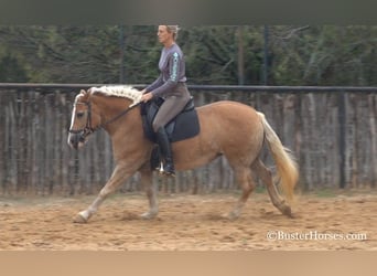 Haflinger, Jument, 10 Ans, 142 cm, Alezan brûlé