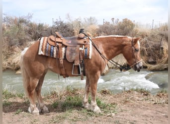 Haflinger, Jument, 10 Ans, 142 cm, Palomino