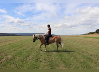 Haflinger, Jument, 10 Ans, 145 cm, Alezan