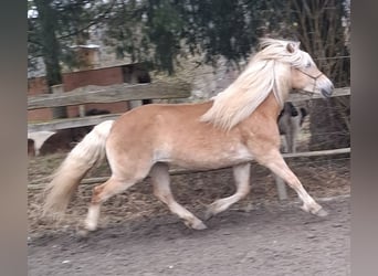 Haflinger, Jument, 10 Ans, 148 cm, Alezan