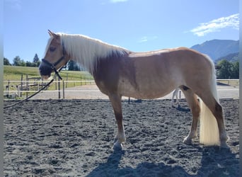 Haflinger, Jument, 10 Ans, 150 cm, Alezan