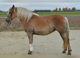 Haflinger, Jument, 10 Ans, 155 cm, Alezan