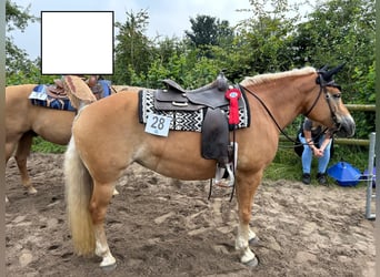 Haflinger, Jument, 10 Ans, 156 cm, Alezan