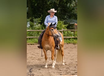 Haflinger, Jument, 10 Ans, 156 cm, Alezan