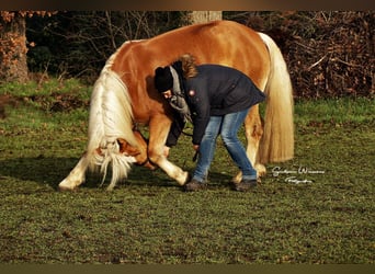 Haflinger, Jument, 10 Ans, 156 cm, Alezan