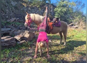 Haflinger, Jument, 11 Ans, 142 cm, Alezan