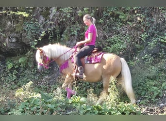 Haflinger, Jument, 11 Ans, 142 cm, Alezan