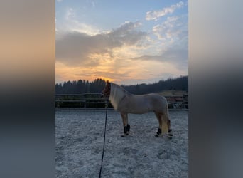 Haflinger, Jument, 11 Ans, 145 cm