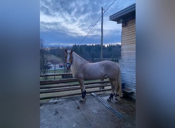 Haflinger, Jument, 11 Ans, 145 cm