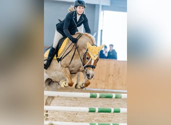 Haflinger, Jument, 11 Ans, 145 cm