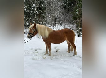 Haflinger, Jument, 11 Ans, 147 cm