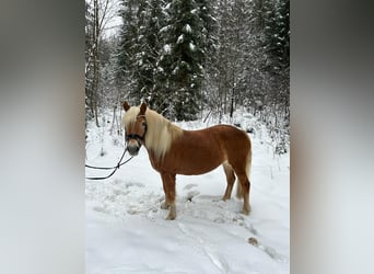Haflinger, Jument, 11 Ans, 147 cm