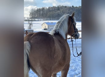 Haflinger, Jument, 11 Ans, 148 cm, Bai clair