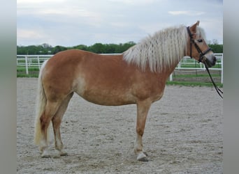 Haflinger, Jument, 11 Ans, 149 cm