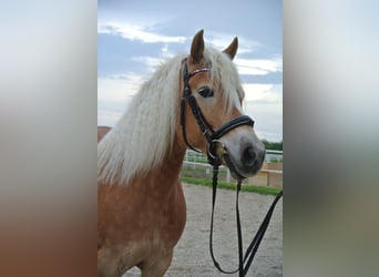 Haflinger, Jument, 11 Ans, 149 cm