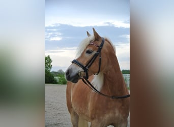 Haflinger, Jument, 11 Ans, 149 cm