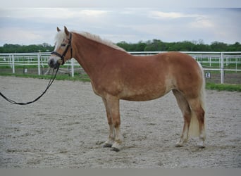 Haflinger, Jument, 11 Ans, 149 cm