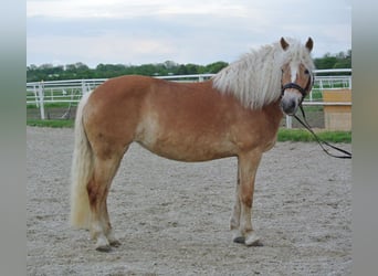 Haflinger, Jument, 11 Ans, 149 cm