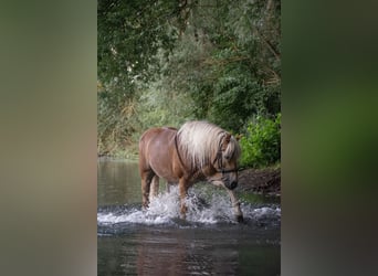 Haflinger, Jument, 11 Ans, 150 cm, Alezan