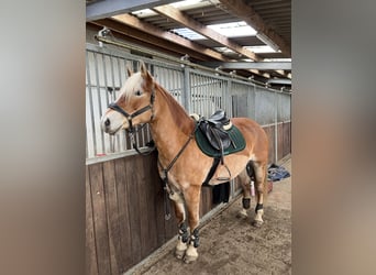 Haflinger, Jument, 11 Ans, 150 cm, Alezan