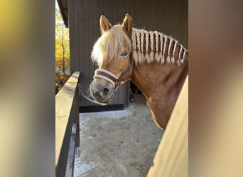 Haflinger Croisé, Jument, 11 Ans, 150 cm