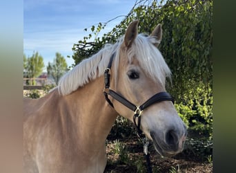Haflinger, Jument, 11 Ans, 155 cm, Alezan