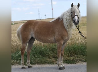 Haflinger, Jument, 11 Ans, 155 cm, Palomino