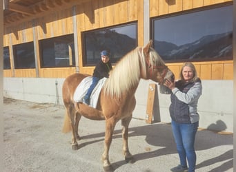 Haflinger, Jument, 11 Ans