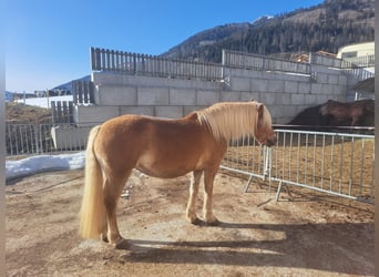 Haflinger, Jument, 11 Ans